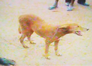Dog1-360x258