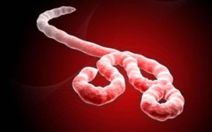 Ebola Virus