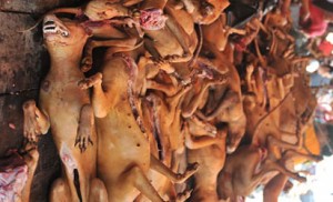dog-meat1