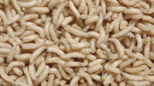maggots