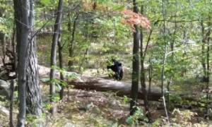 In this 21 September 2014 photo taken by hiker Darsh Patel and provided by the West Milford police department, a bear approaches 22-year-old Patel in New Jersey's Apshawa Preserve. Photograph: Darsh Patel/AP