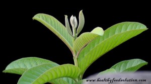 guava-leaves