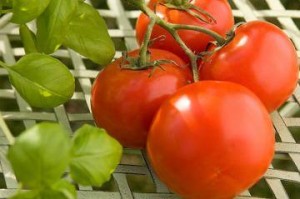 Tomatoes