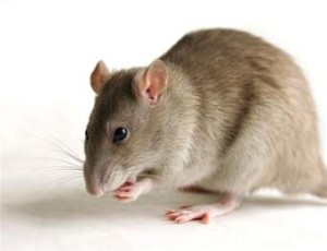 Rats