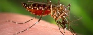 Mosquitoes