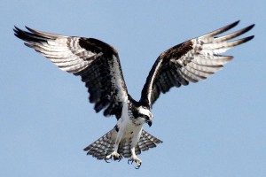 bird