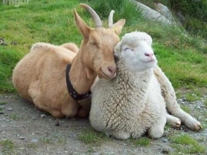 goat-and-sheep-friends