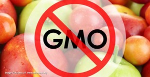GMO 2