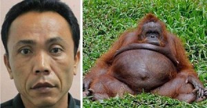 ape