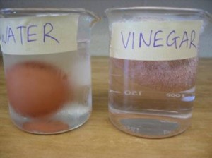 egginvinegar1