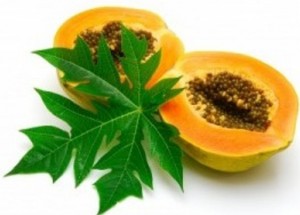 papaya-leaf