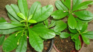 waterleaf