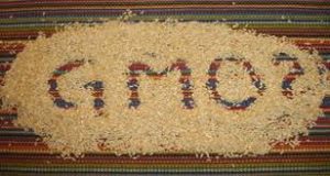 gmo-rice